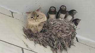 Nature Said ‘No Rules’ and the Cat Agreed  Funny Cats Videos 2025