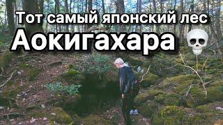 Жуткий лес в Японии - Аокигахара
