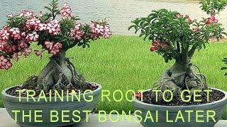 Adenium - Desert Rose - Training Root For The Best Bonsai Later