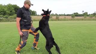 Bringing Intensity to Bangs Obedience