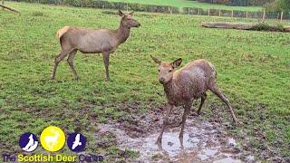 Our Wapiti Deer Betty Playing in the Mud - The Scottish Deer Centre