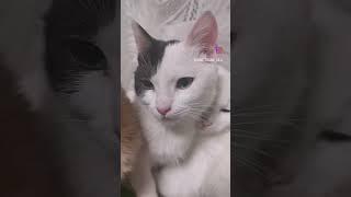 послышалось #забавныеживотные #смешныеживотные #киса #котики #котикивидео