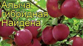 Алыча гибридная Найдена. Краткий обзор, описание характеристик prunus rossica Naidena