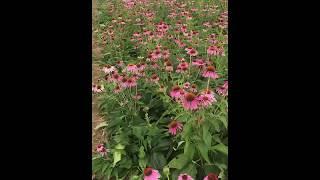 our planting base of Echinacea Purpurea over 300,000 square meters: mila@rainbow-biotech.com