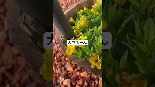 カマちゃん #カマキリ #赤ちゃん