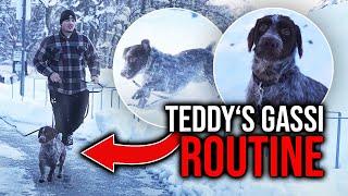 Gassi Routine mit Teddy aus der Tötungsstaion.. ️‍🩹