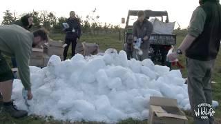 Special Ice Delivery for Polar Bears at Yorkshire Wildlife Park