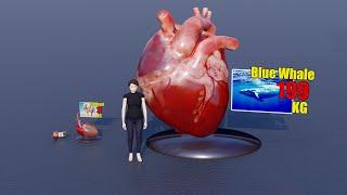 Heart size comparison #comparison