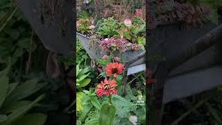 Autumnal days in the garden - Day 1 Zinnia in seasonal colour tones #flower #autumngarden #garden