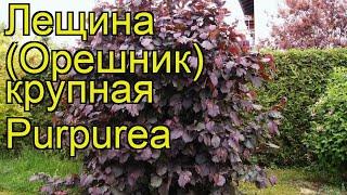 Лещина крупная Purpurea. Краткий обзор, описание характеристик, где купить крупномеры, саженцы