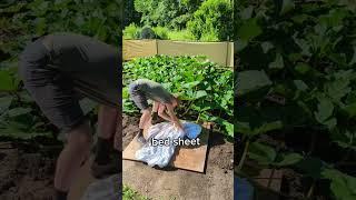 Giant Pumpkin gets a bed  ️ #giantpumpkin #asmr #gardening #halloween #pumpkin #plants #vegetables