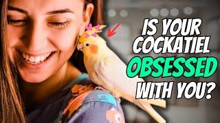 14 Signs Your Cockatiel is OBSESSED with You 