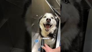 My husky desperately needs a spa day! #shorts