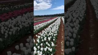 PUNTAHAN NATIN ANG TULIP FIELDSA TASMANIA