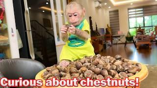 Lala discovers and gets curious about chestnuts and Thuy cooks them for her to enjoy!