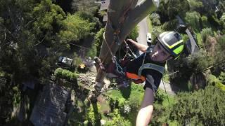 LARGE TREE REMOVAL - 45 METRE MOUNTAIN ASH - AUSTRALIA