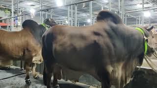 Bull farm in Bangladesh || big big cows || Biggest bull in Bangladesh