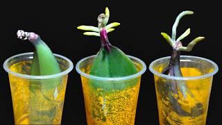 Growing Orchid Leaves In Water Without Roots Will Grow Roots Fast In This New Way