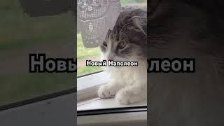 Наполеон #наполеон #залетит #актив #2024 #рекомендации #цой #врек #котики