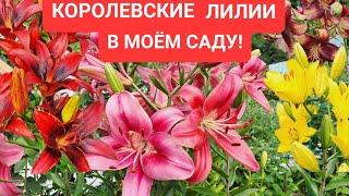 КОРОЛЕВСКИЕ ЛИЛИИ В МОЁМ САДУ! ПРИГЛАШАЮ ПОЛЮБОВАТЬСЯ КРАСОТОЙ!