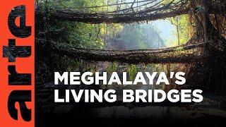 India: The Living Bridges | ARTE.tv Documentary