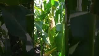 Birds destroying maize, harvesting almost.