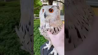 Owls Look Wise… Until You Actually Watch One ||#owl#shorts#facts#fyp#funny