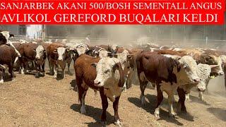 SANJARBEK AKANI 500/BOSH ABERDEEN ANGUS SEMENTALL AVLIKOL GEREFORD BUQALARI KELDI