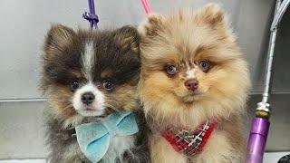 The pet groomer stole two puppies 