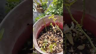 malligai#samanthi #rose #south #gardening #organic #plants #youtubeshorts
