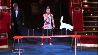 Amazing Russian Circus Cats