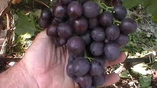 Сорт винограда "Аюта" - сезон 2019 # Grape sort "Ayuta"