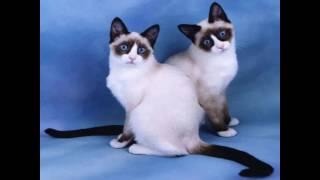 Snowshoe Cat and Kittens | History of the Snowshoe Cat Breed