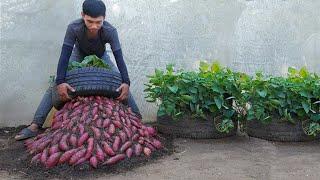 If you know this method, you will have sweet potatoes to eat all year round