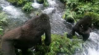 Gorillas crossing  river Muyanga and drinking  water .