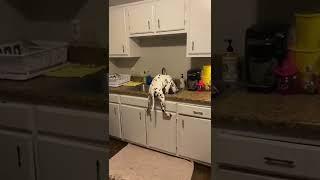 Snoopy Dalmatian Stands in Kitchen Sink || ViralHog