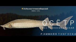 Russian Fishing 4 /Русская рыбалка 4 ▶ р. Нижняя Тунгуска Осетр Восточносибирский )))