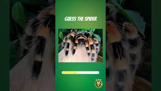 Guess the Spiders!