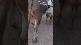 to'liq videoni Youtubedagi Jasur uz kanalida ko'ring
