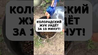 Колорадский жук уйдет уже через 10 минут. Просто и без химии #огород #дача #сад #колорадскийжук