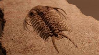 Rare Fossils of Ancient Trilobites