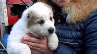 ГРОЗНАЯ ПОРОДА собак АЛАБАЙ. Dangerous dog breed ALABAY.Odessa.