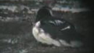 Dovekie