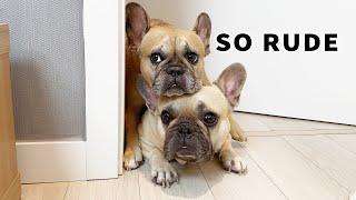 Whenever I Do Anything Alone This Happens.....Life With Dogs