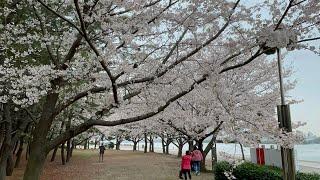 Magical Cherry Blossoms in Odaiba, Tokyo | #CherryBlossoms #tokyo #SakuraSeason #traveljapan