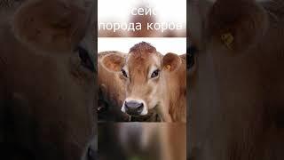 Джерсейская порода коров