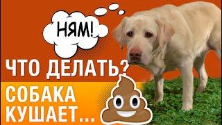 Почему собаки едят какашки? Что делать?