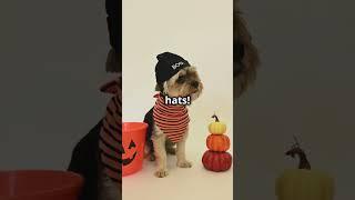 Hilarious Pet Reactions: Try Not to Laugh Challenge!#ViralPets #FunnyAnimals #shortsfeed #foryou