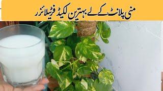 Best natural  fertilizer for Money plants | liquid fertilizer  for money plants