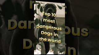 Top 10 most Dangerous Dogs in the world #shorts #short #dog #top10 #denjerousdog